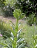 Lance -shaped leaves arranged alternatively