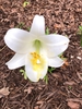 Lilium longiflorum
