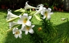 Cluster of white trumpet-shaped flowers.