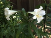 Cluster of white trumpet-shaped flowers.