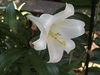 A white trumpet-shaped flower.
