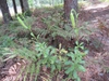 Form in native habitat