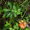 Leaves and back of flower