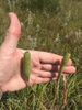 Fruit