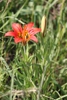 Form