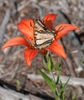 Butterfly on flowers