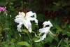 White cultivar