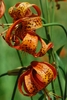 American lili- Orange flower with dark speckles