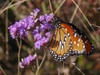 Butterfly on flowers