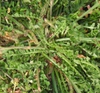 Stems and leaves