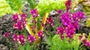 Linaria maroccana