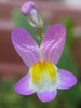 Linaria maroccana