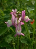 Linaria maroccana