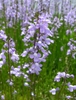 Form in bloom