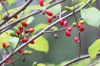 Lindera benzoin