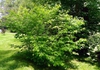 Lindera benzoin
