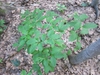 Lindera benzoin