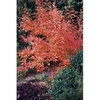 Fall form
