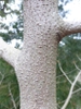 Bark