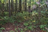 Native habitat