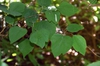 Three leaf shapes