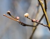 Stem and buds