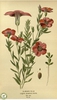 Linum grandiflorum