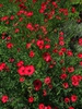 Linum grandiflorum