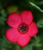 Linum grandiflorum
