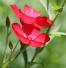 Linum grandiflorum