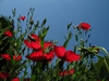 Linum grandiflorum