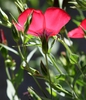 Linum grandiflorum