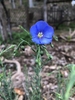 Dark blue, 5-petaled flower with a pale yellow center.