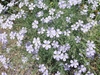 A low mounded plant covered with pale blue flowers.