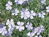 Close up on the pale blue flowers.