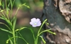 Shallowly bowl-shaped, pale blue flower