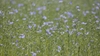 Field of airy foliage and pale blue flowers