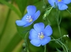 Shallowly bowl-shaped, pale blue flower