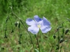 Shallowly bowl-shaped, pale blue flower