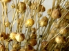 A mass of small, globose, dry, brown capsules.