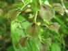 Liparis lillifolia