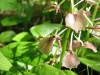 Liparis lillifolia