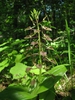Liparis lillifolia