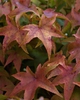 Fall leaf detail