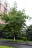 Liquidambar formosana