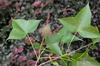 Liquidambar formosana