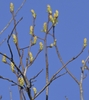 Male flower racemes in early Spring