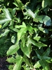 Leaves close up -Aug. 12 Wake Co., NC