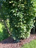 Branches extend to the ground -Aug. 12 Wake Co., NC