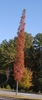 Form in fall